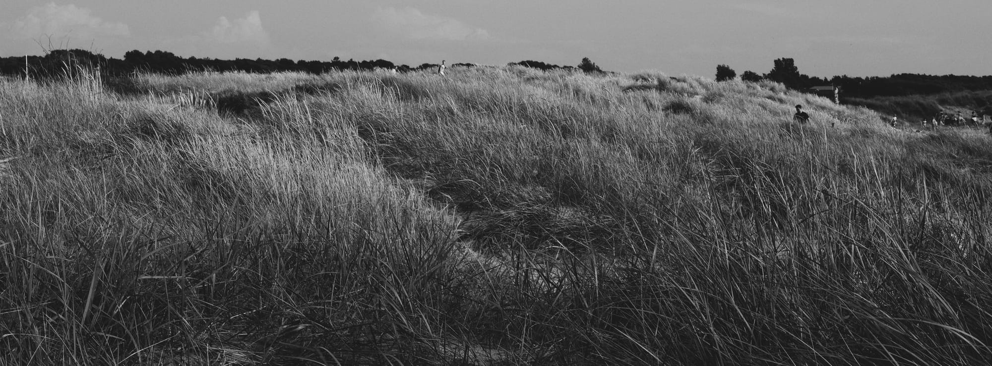 Apelviken